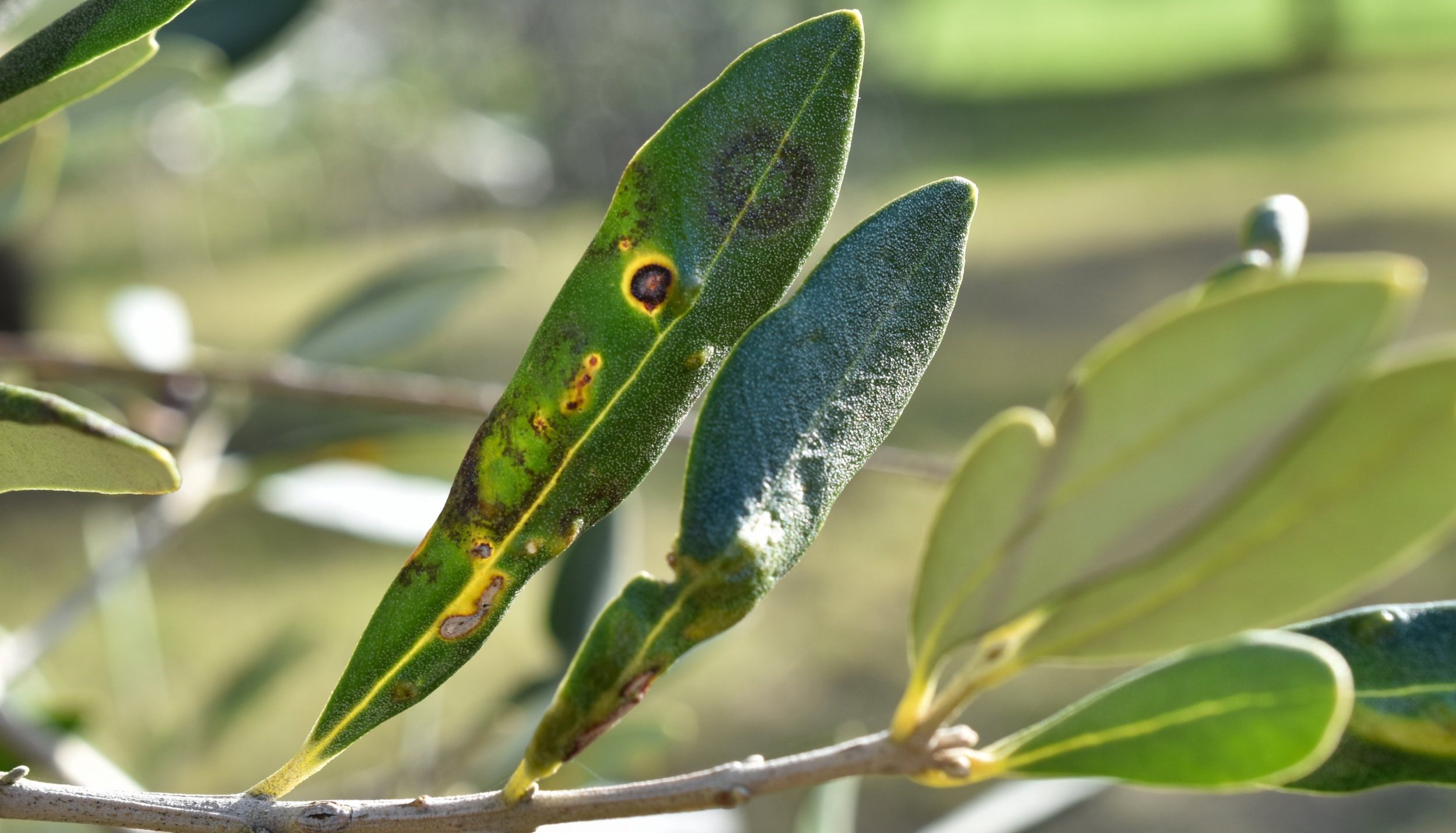 Olive Tree Diseases Pictures: Whats Wrong With My Olive Tree? Common Signs and Identification