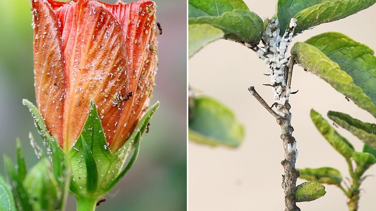 Is Your Hibiscus Sick? Identify Common Hibiscus Pests and Diseases at Home