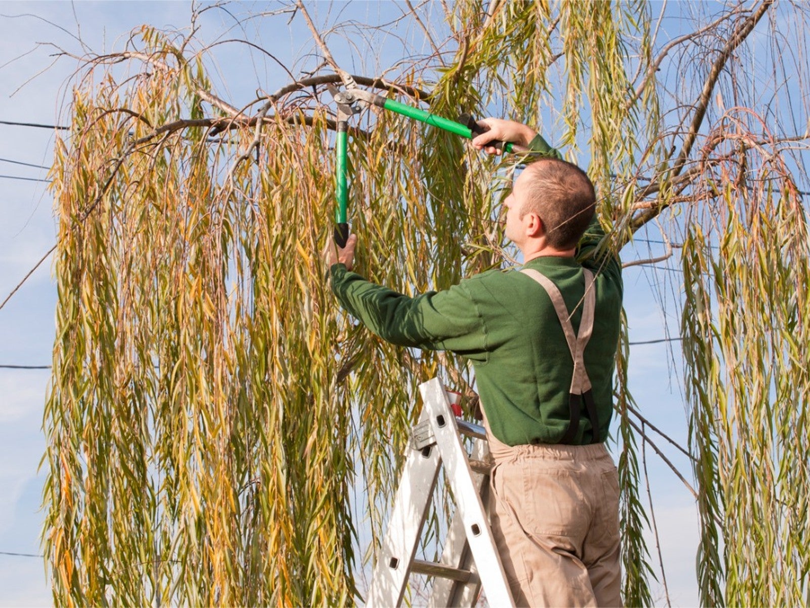 Weeping Willow Pruning: Simple Tips to Keep Your Tree Healthy