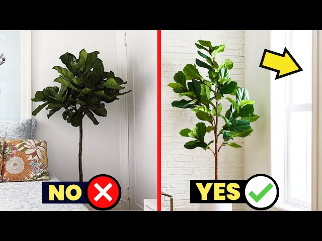 Not Sure About Fig Tree Light? Indoor Care Made Easy!