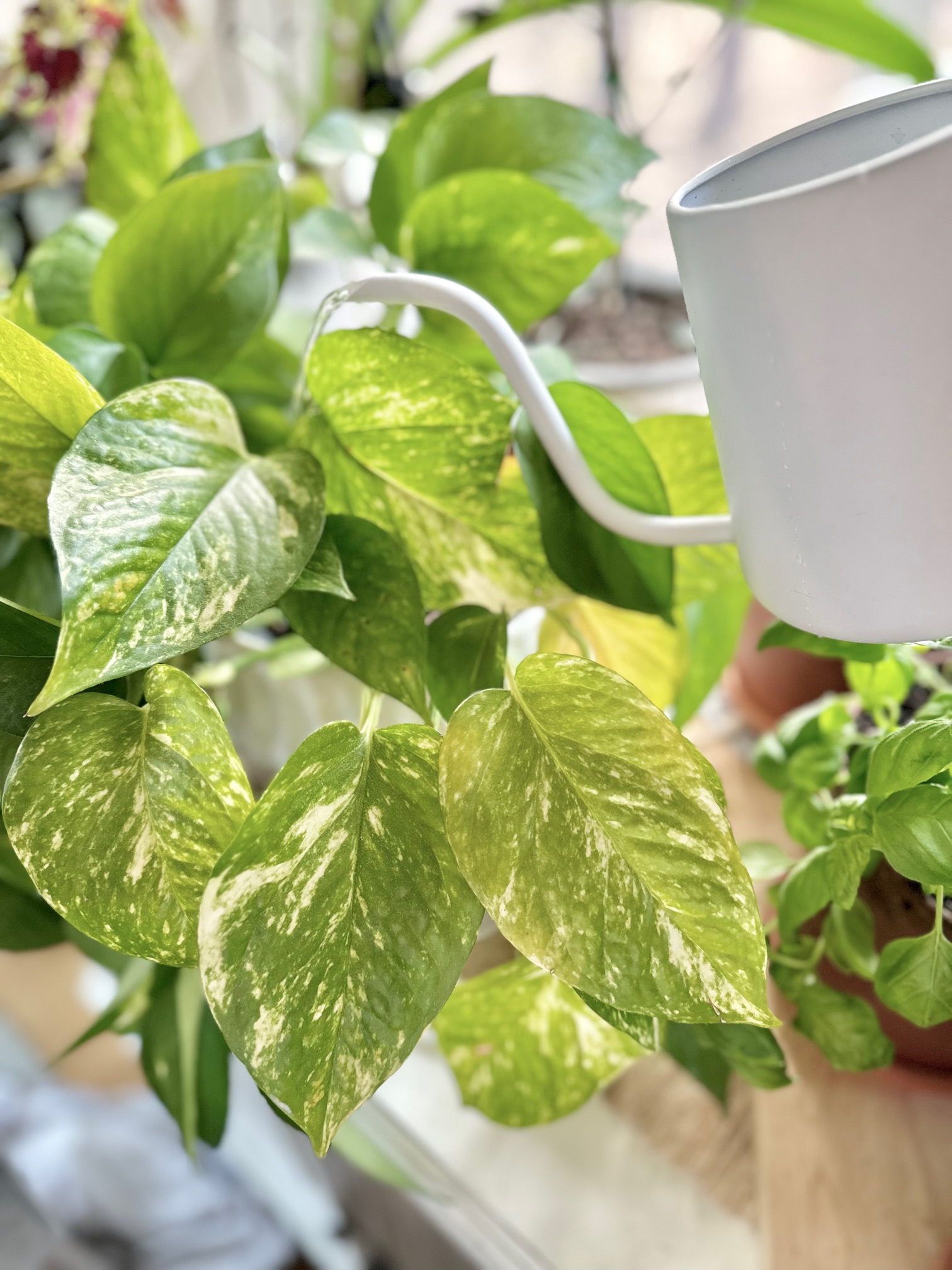 Fertilizing Pothos Plant: Whats the Best Food? (Top Picks for Happy Houseplants)
