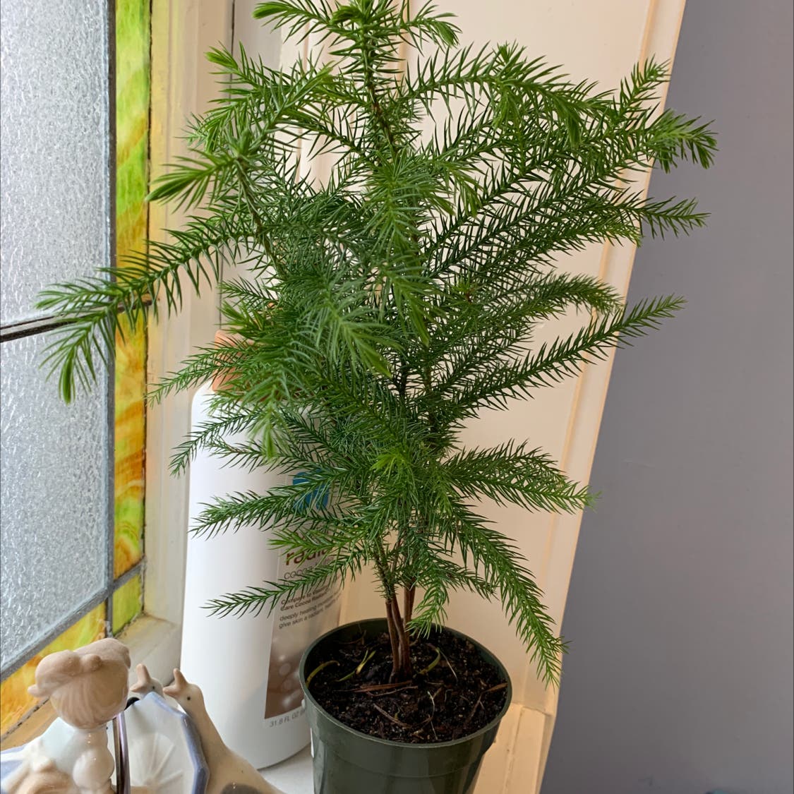 Norfolk Island Pine Temperature: Whats the Ideal Range?