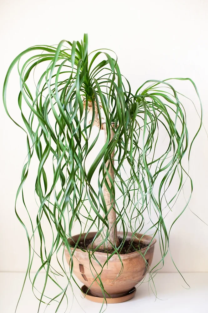 Elevate Your Ponytail Palm: Choosing the Right Plant Stand!