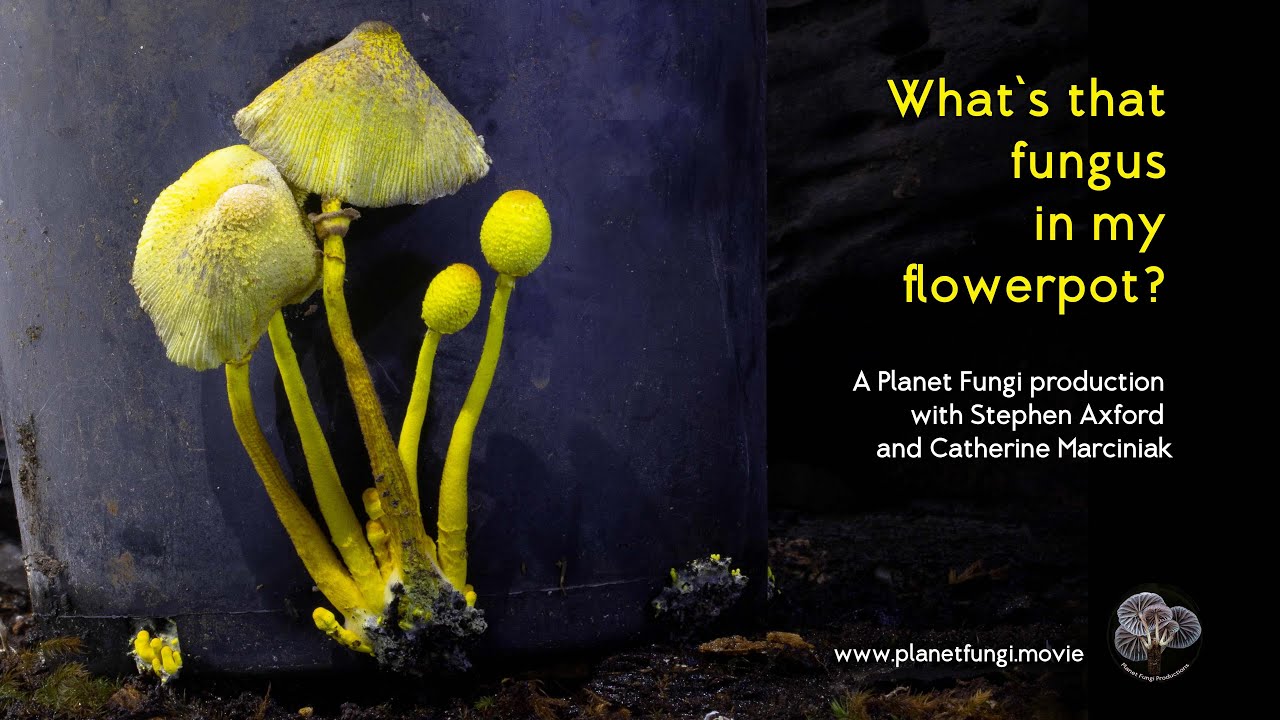 What is flowerpot fungus? (Easy guide for beginners)