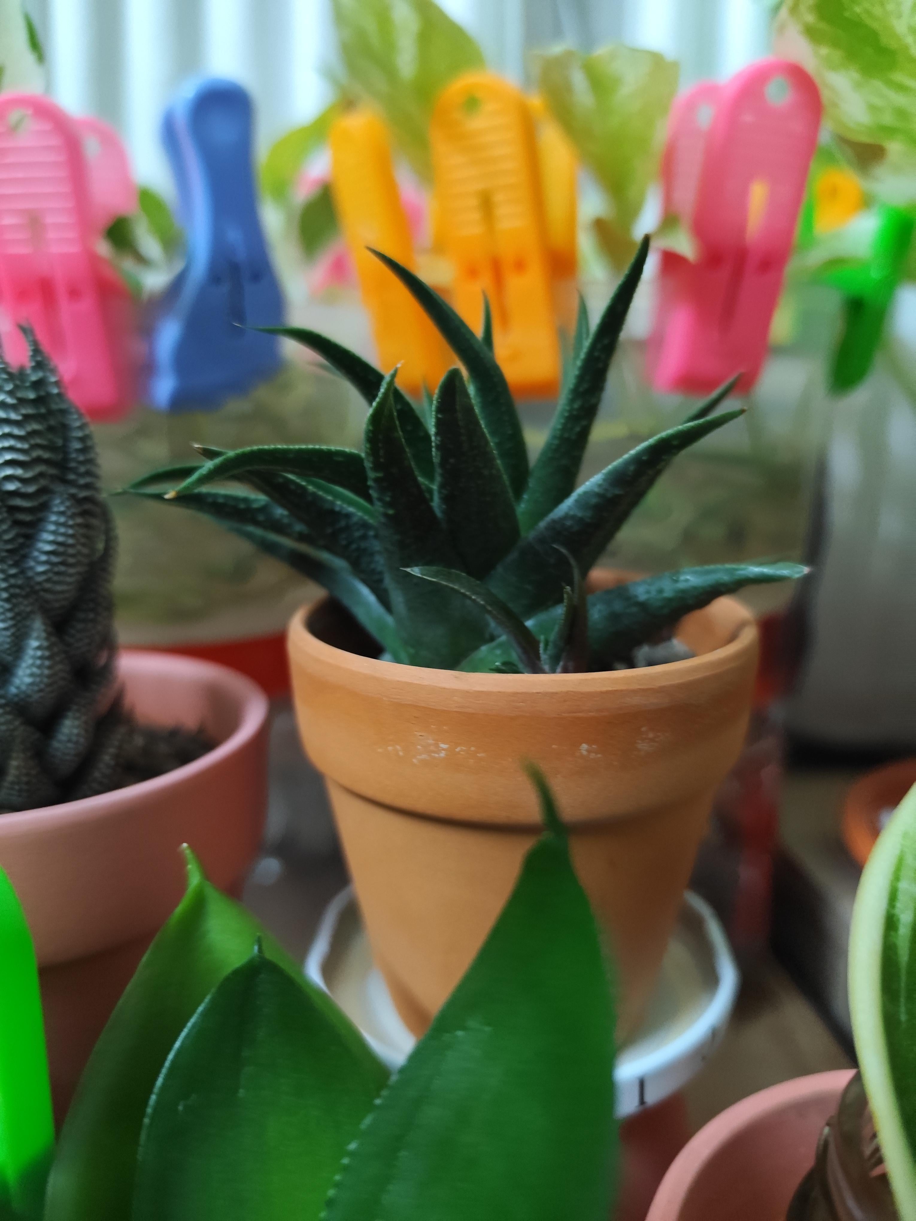 Should you water succulents after repotting? Get the quick answer here!