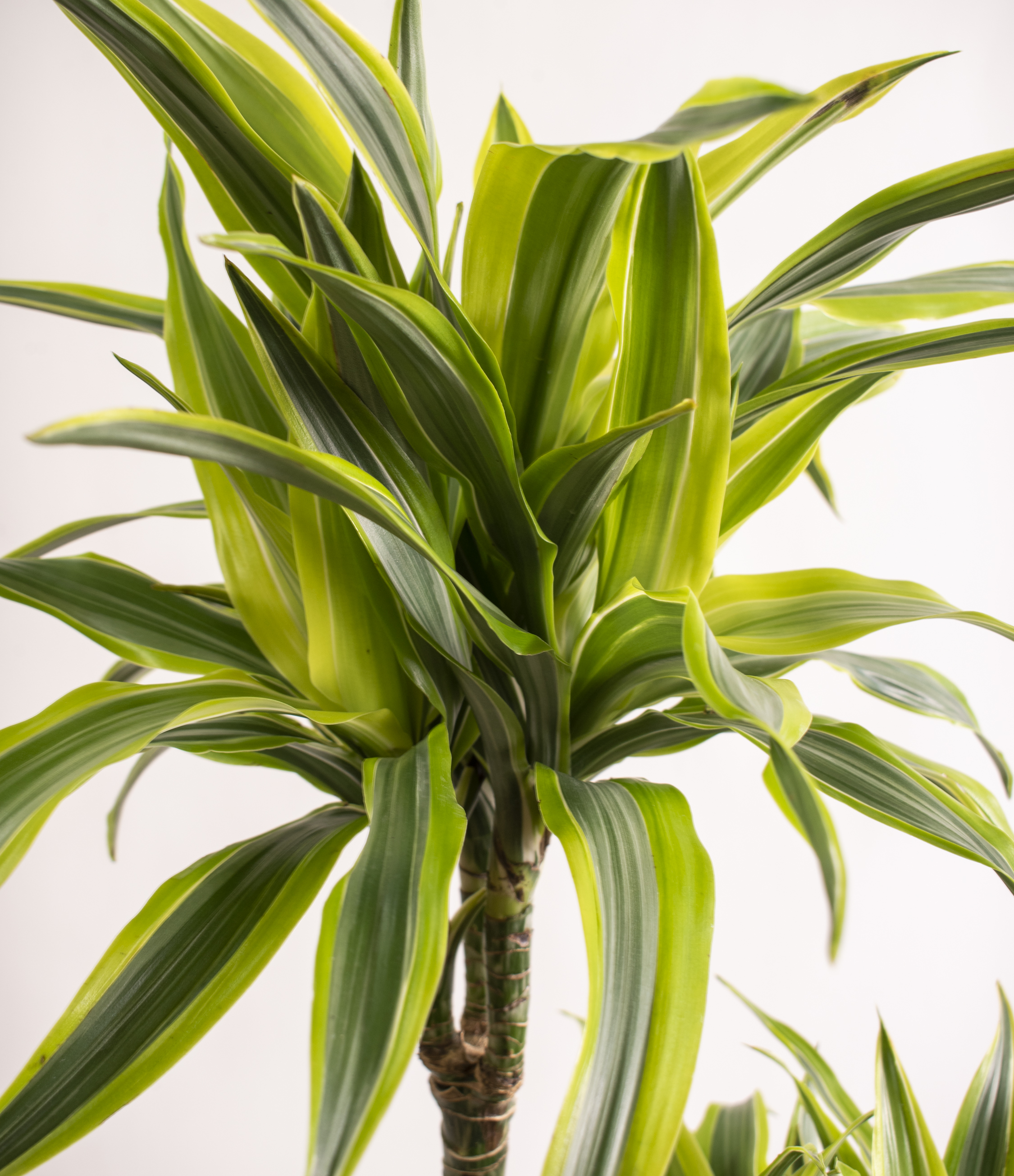 Lemon Lime Dracaena Plant Care: The Simple way! | Get Lush Green Leaves
