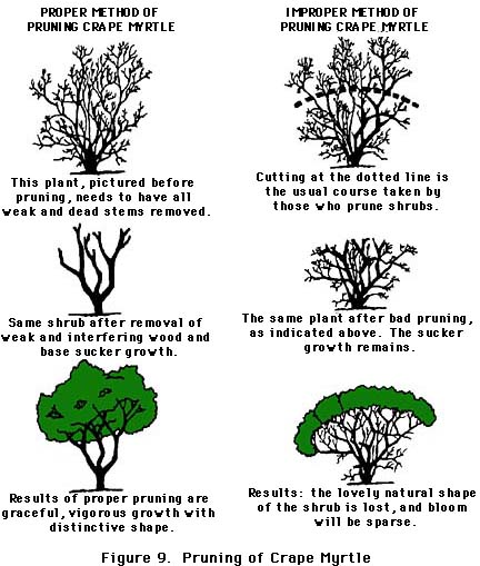 What is Tip Pruning? Simple Steps for Better Plant Growth!