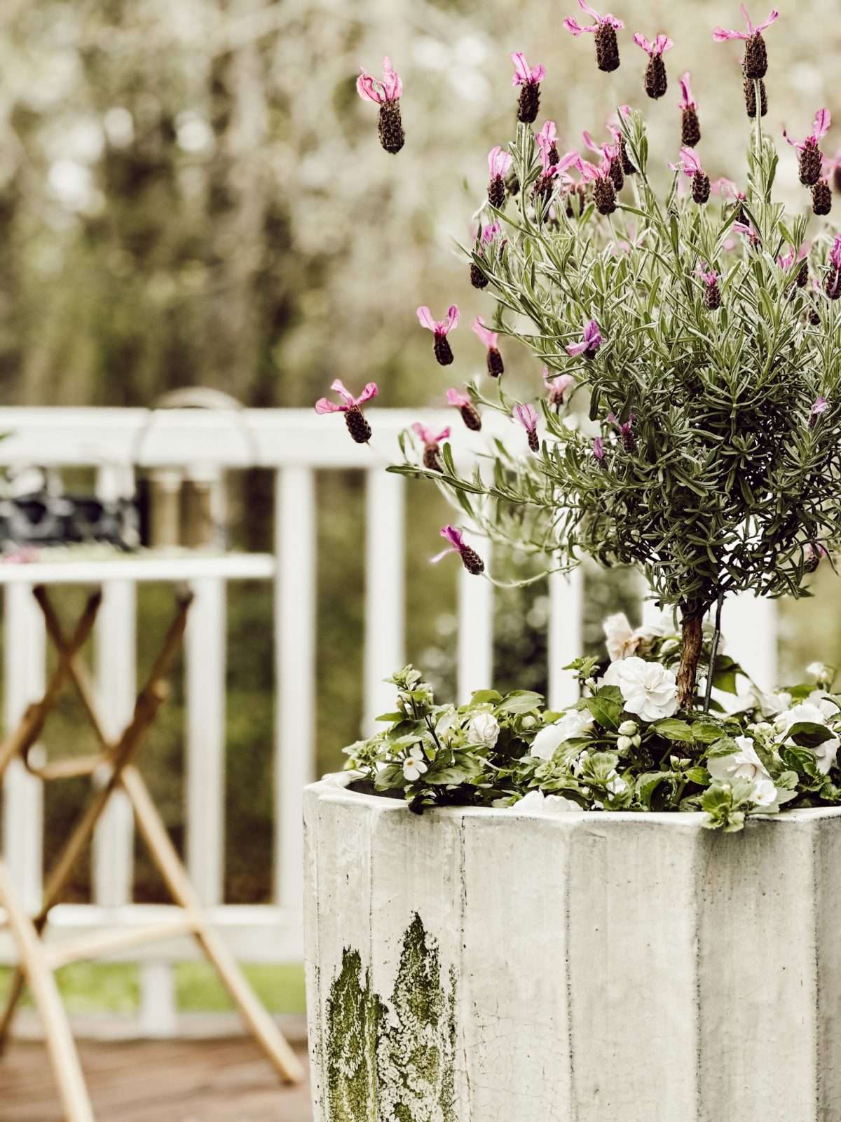 Lavender Tree Care: How to Grow and Keep It Healthy and alive!