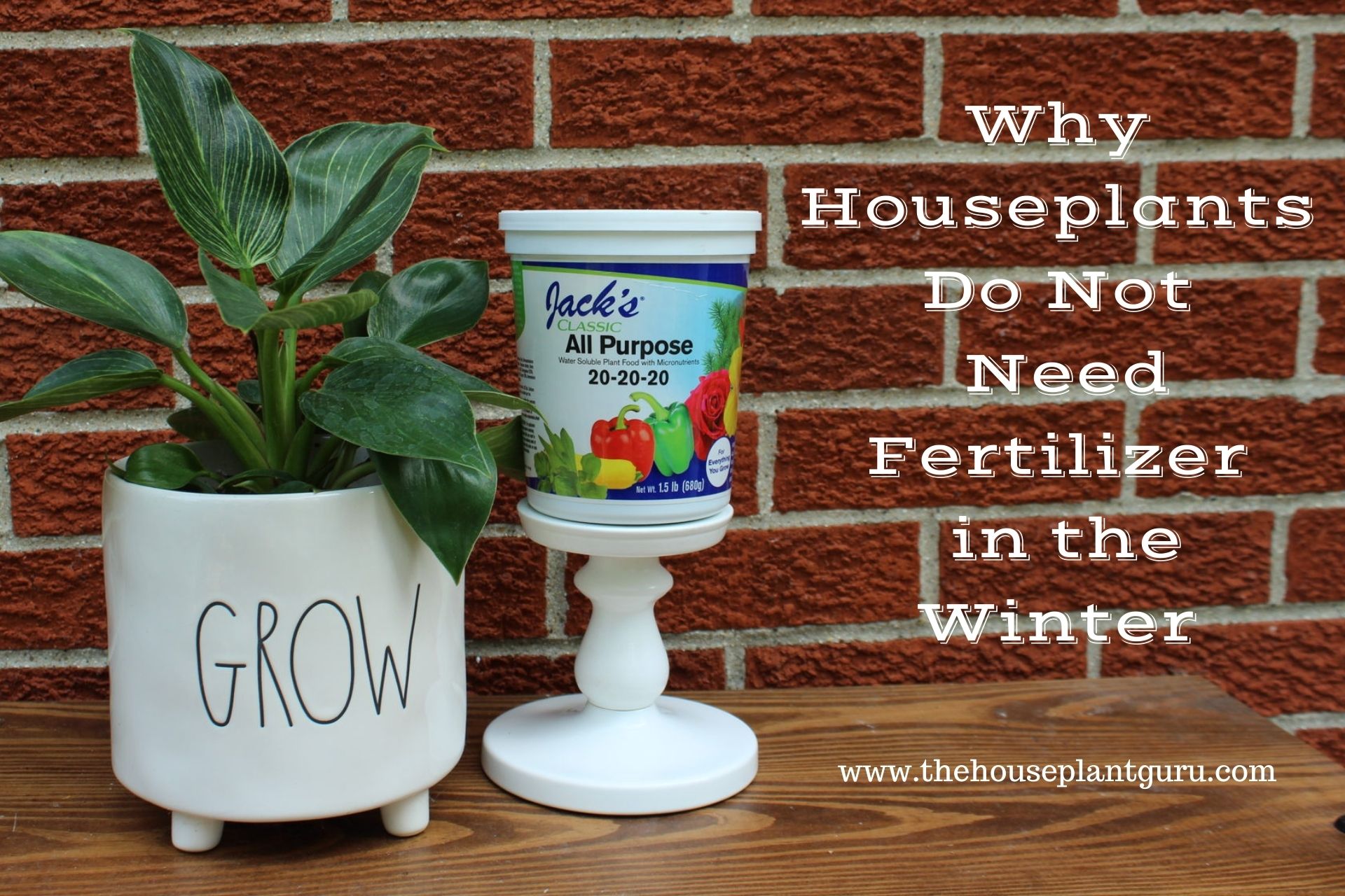 Is Fertilizing Plants in Winter Necessary? Get the Facts Here!
