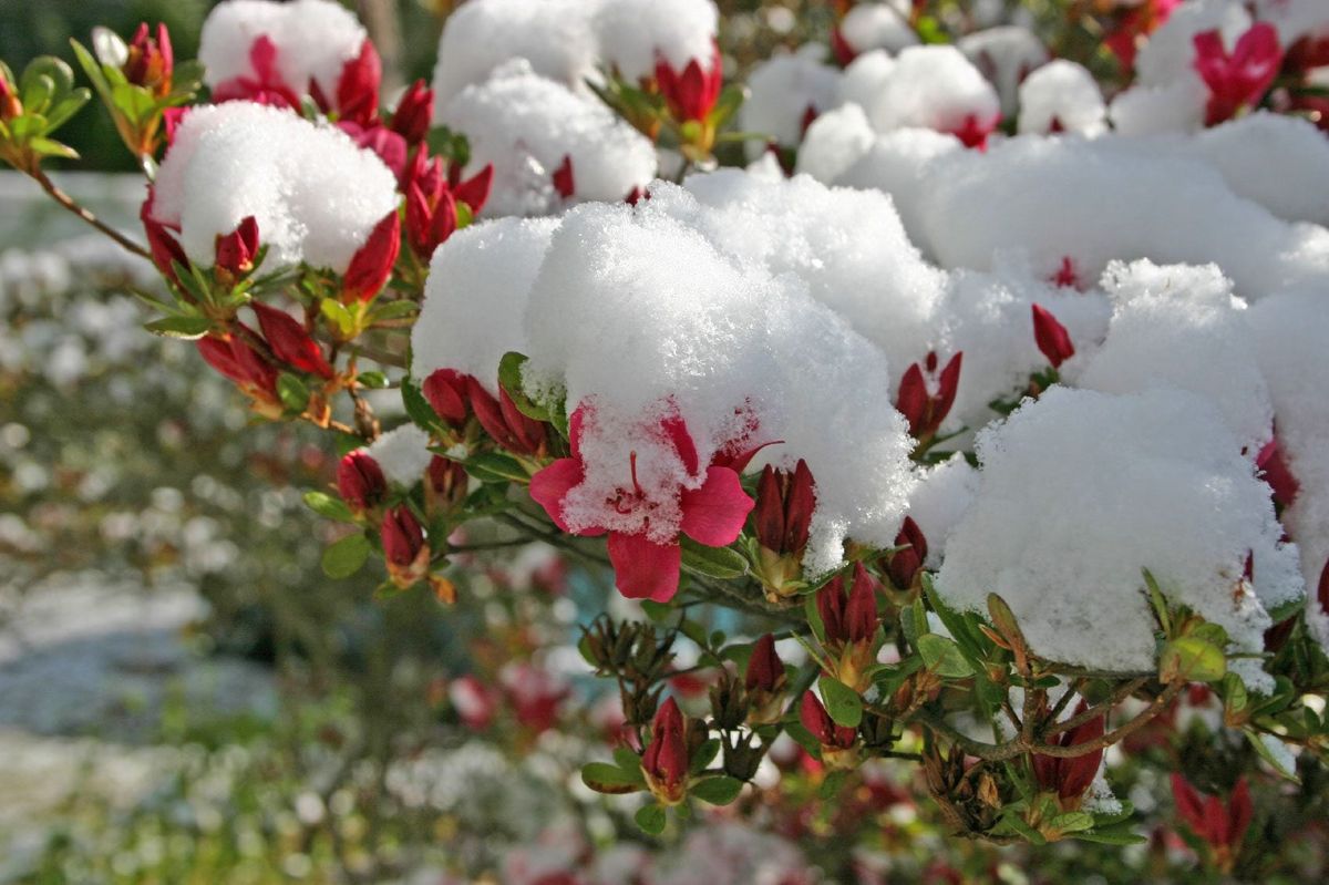 How Do I Care for Azaleas in Winter? Best Practices Explained Here!