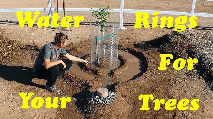 Tree Ring Watering- A Beginners Guide to Deep Root Hydration!
