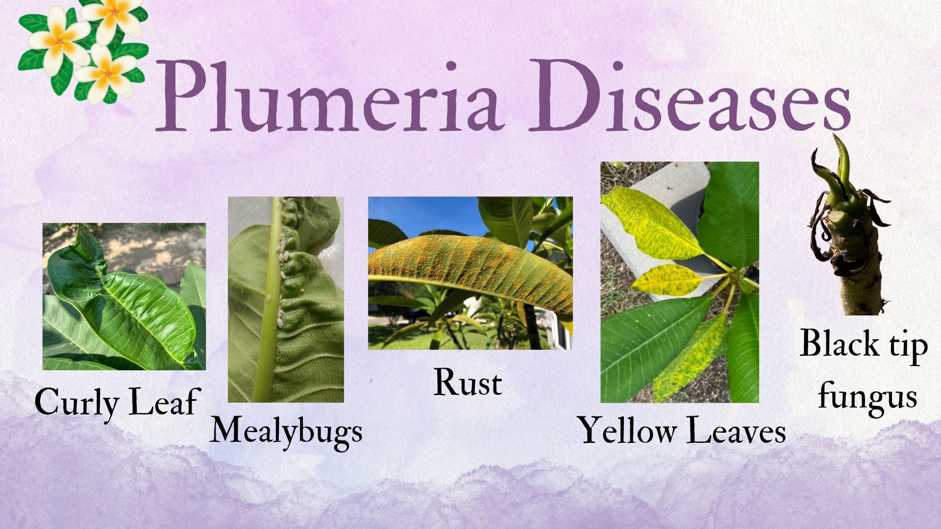 Plumeria Pests and Diseases: How to Spot the Signs and Save Your Plant!