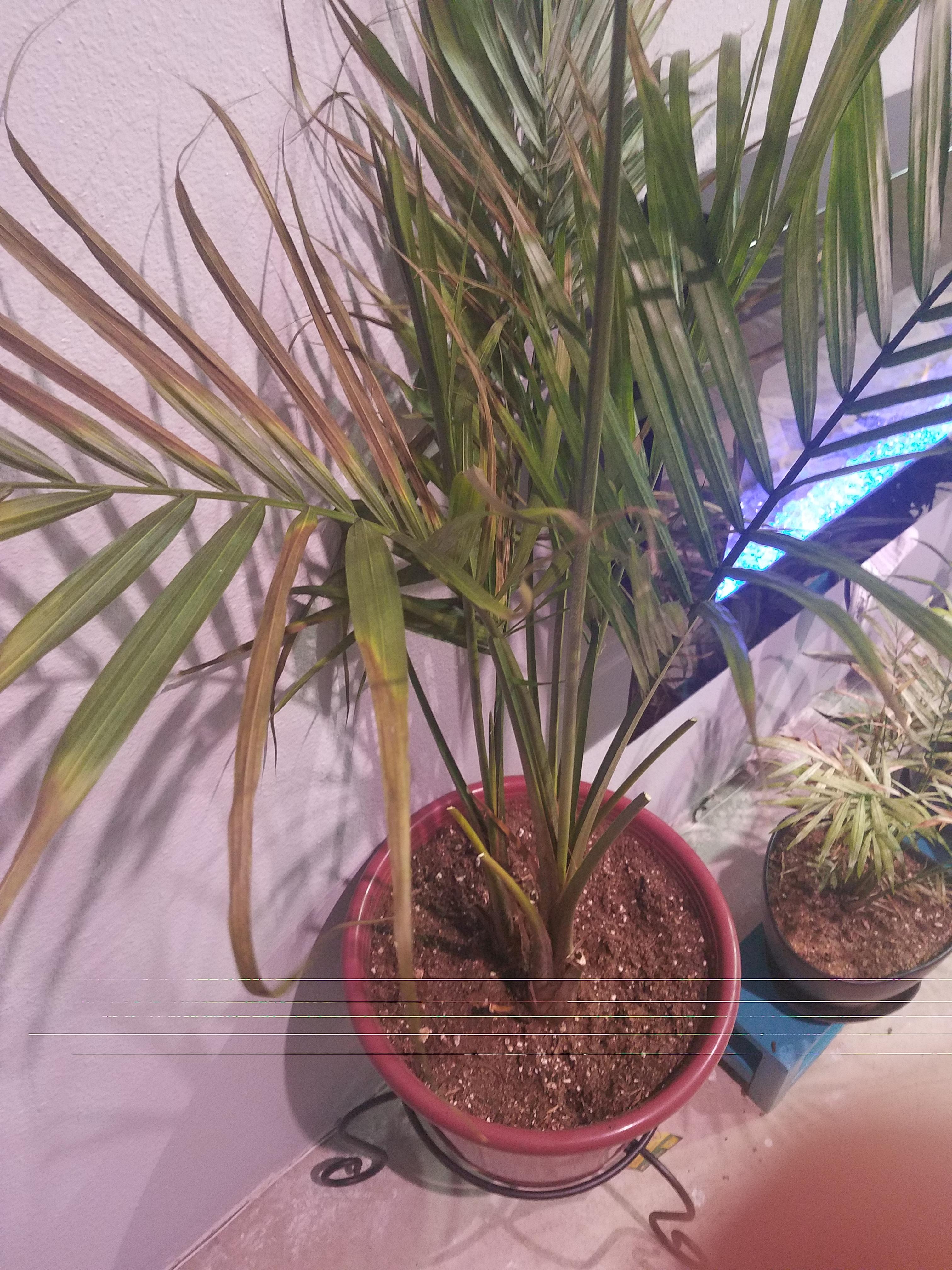 Majesty Palm Pruning: When and How? (Keep It Healthy)