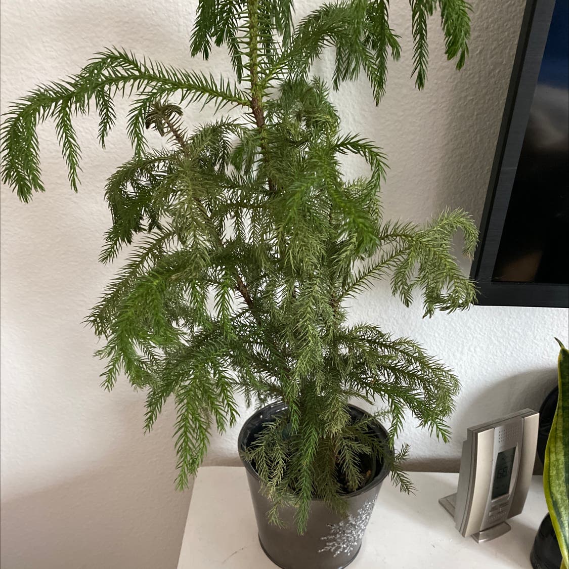 Norfolk Island Pine Temperature: Whats the Ideal Range?