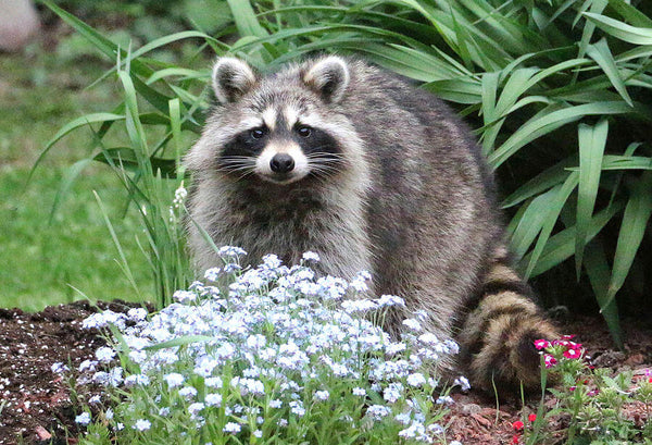 Do Lights Really Deter Raccoons? Find Out if Bright Lights Work!