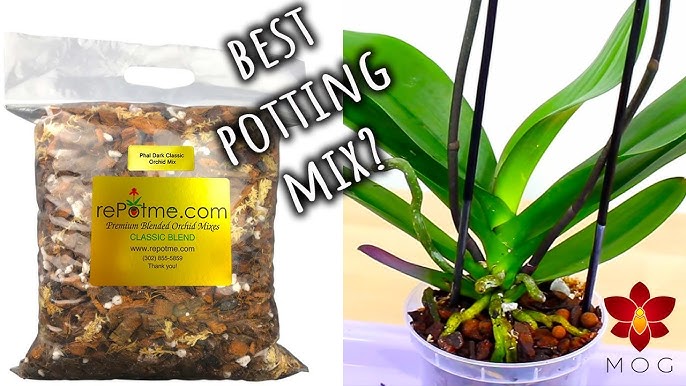 Best Potting Soil for Phalaenopsis Orchids (Simple Guide)