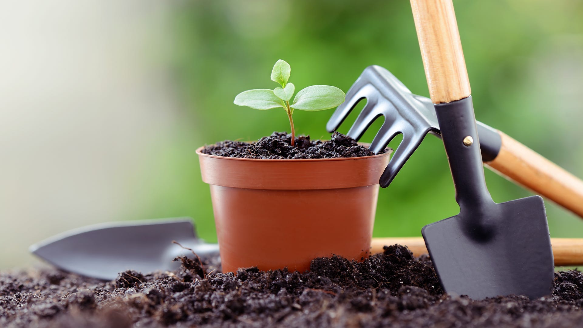 Choosing Indoor Planting Tools: A Simple Buyers Guide.