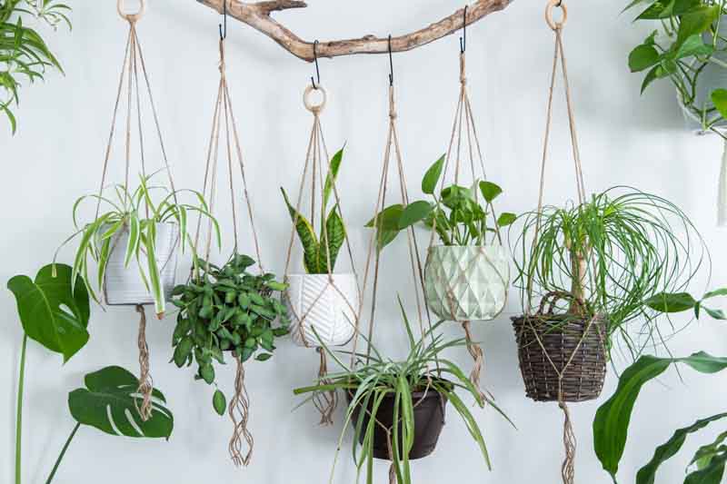 Low light plants for beginners: Best indoor green companions.
