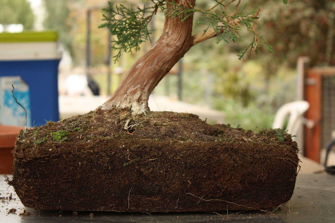 When to Repot Your Bonsai Tree? (Signs and Best Timing)