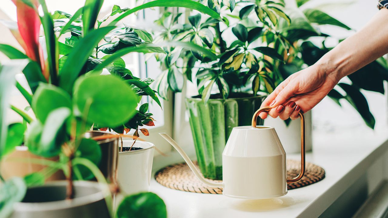 Fertilizing Plants in Winter: Is It Necessary? Expert Advice!