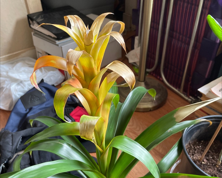 When to Prune Bromeliads: Get the Timing Right for Success!