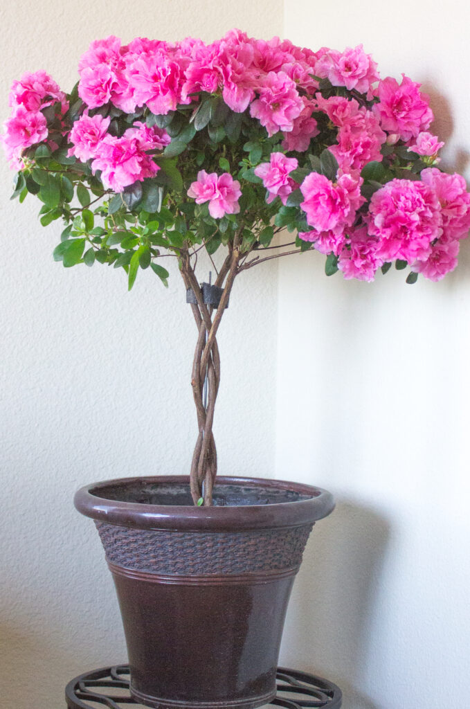 Azalea Tree Care Braided: Get Blooming Success with These Pro Tips!