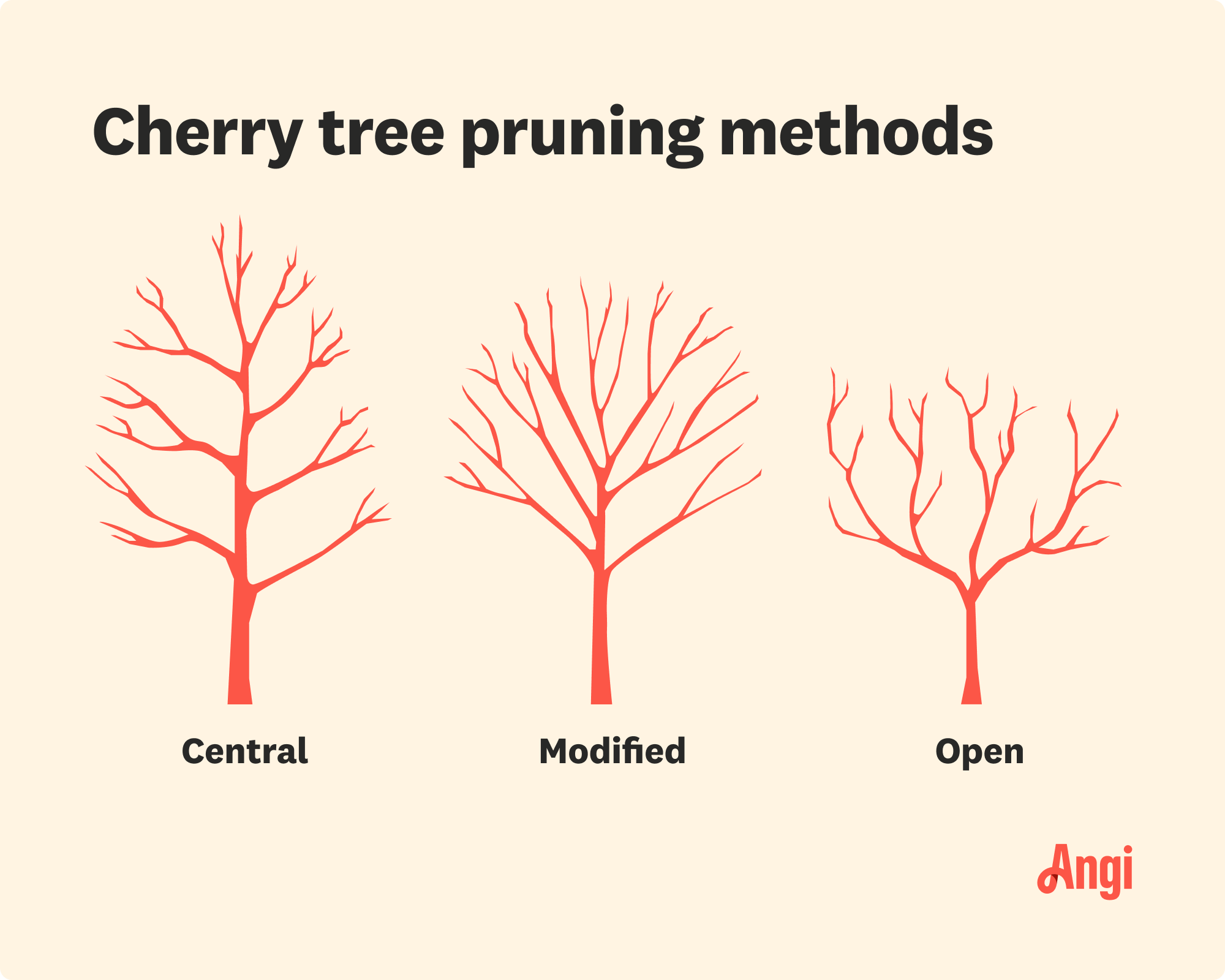 Cherry Pruning Basics: How and When to Prune