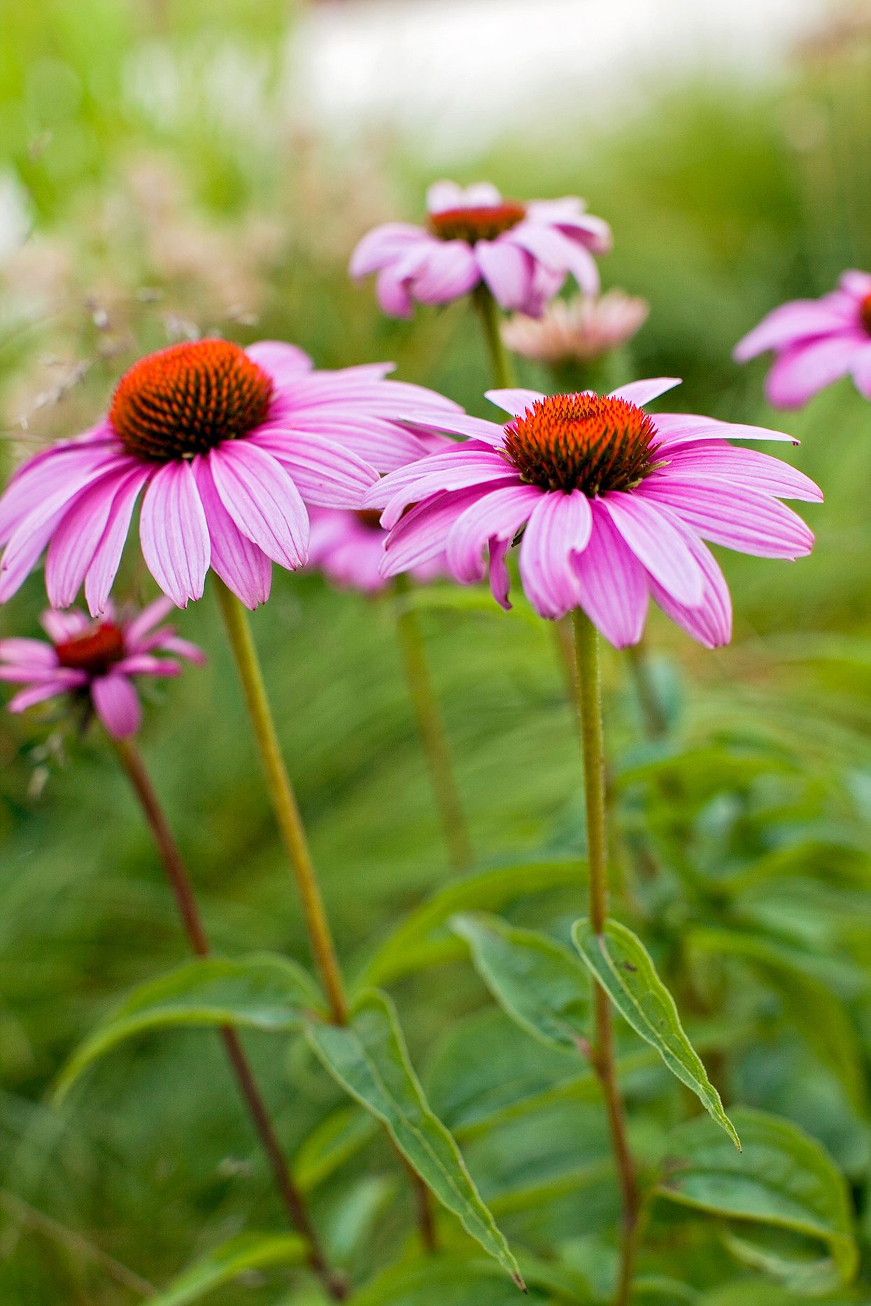Best Perennial Flowering Plants for Zone 5 (Simple Growing Guide)