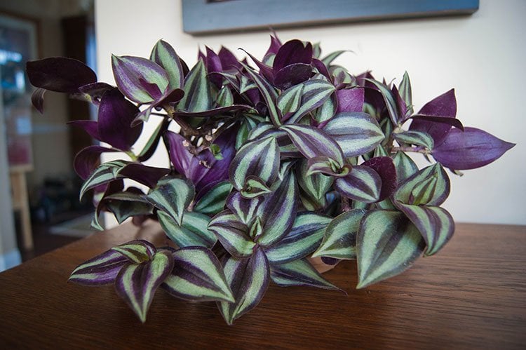 Do Wandering Jews Need a Lot of Light? Simple Care Guide!