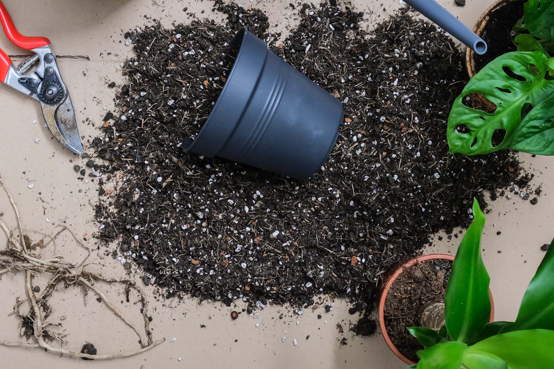 New Pot, New Roots: Essential Guide on Watering (Watering Plants after Repotting)