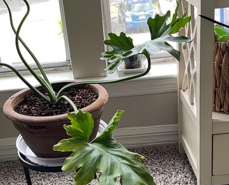 Need to Repot Your Split Leaf Philodendron? Dont Panic, Read This!