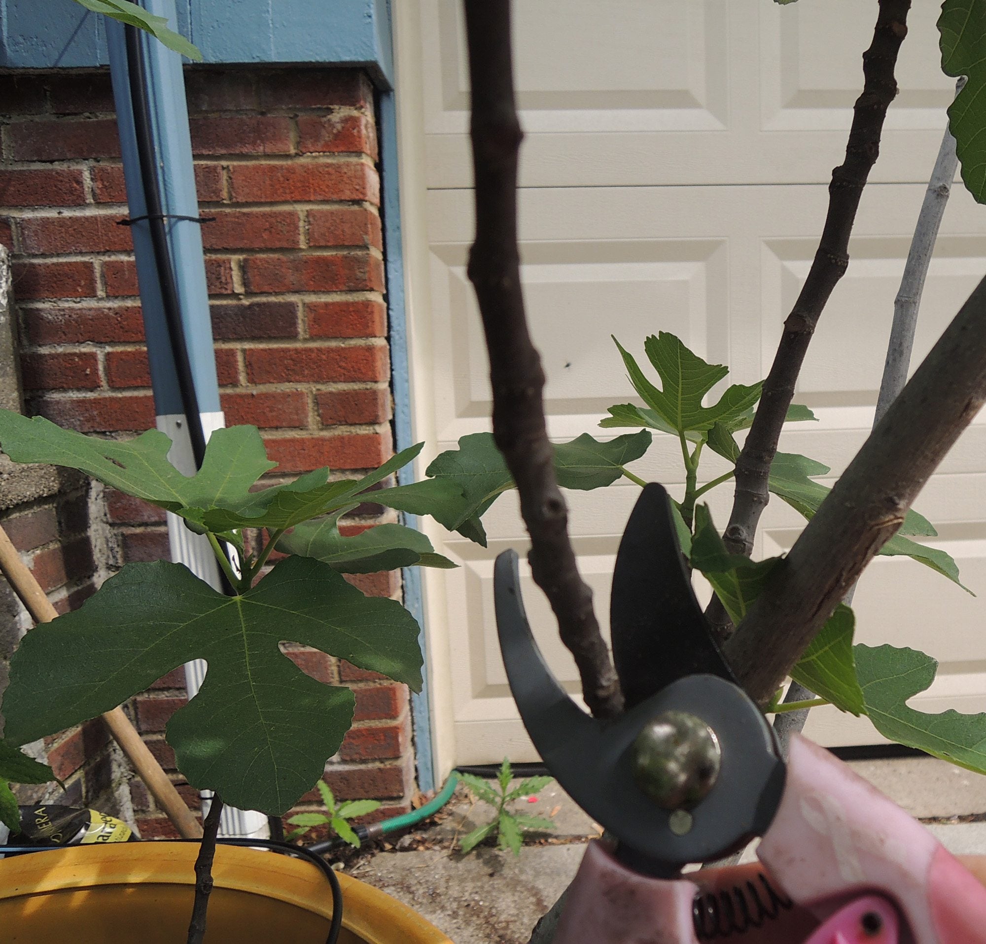 Container Fig Trees Pruning: When and How to Do It Right!