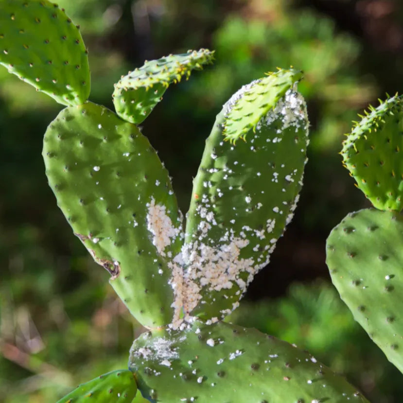 Cactus Diseases Pictures: Identify Common Problems Fast!