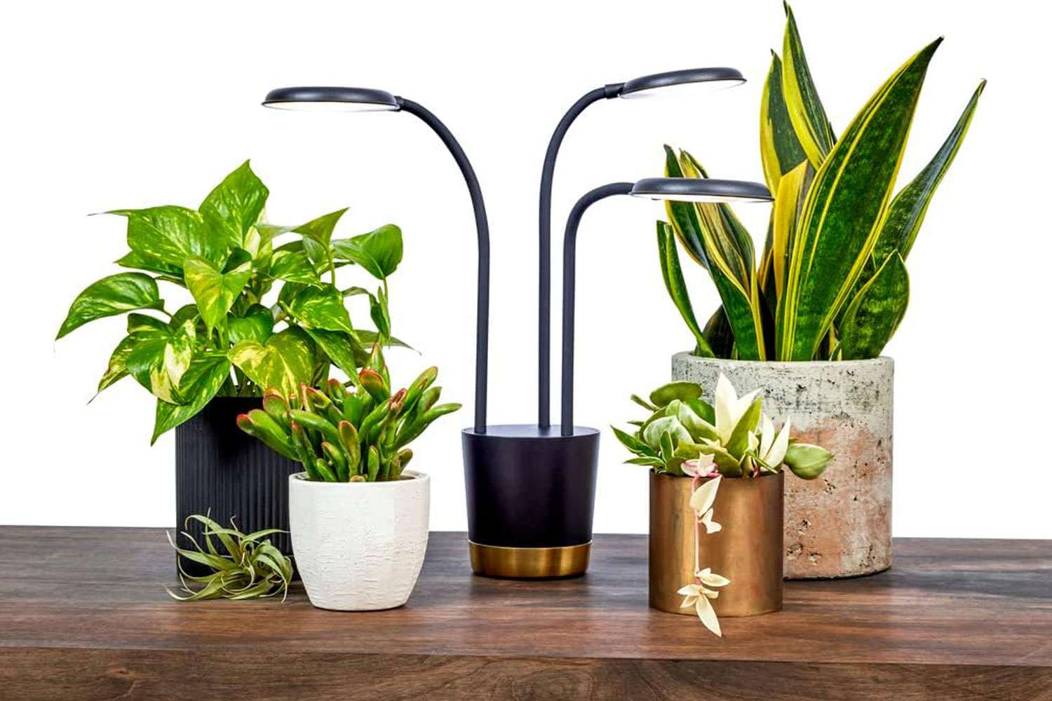 Top lights for plants during winter See Our Affordable Picks