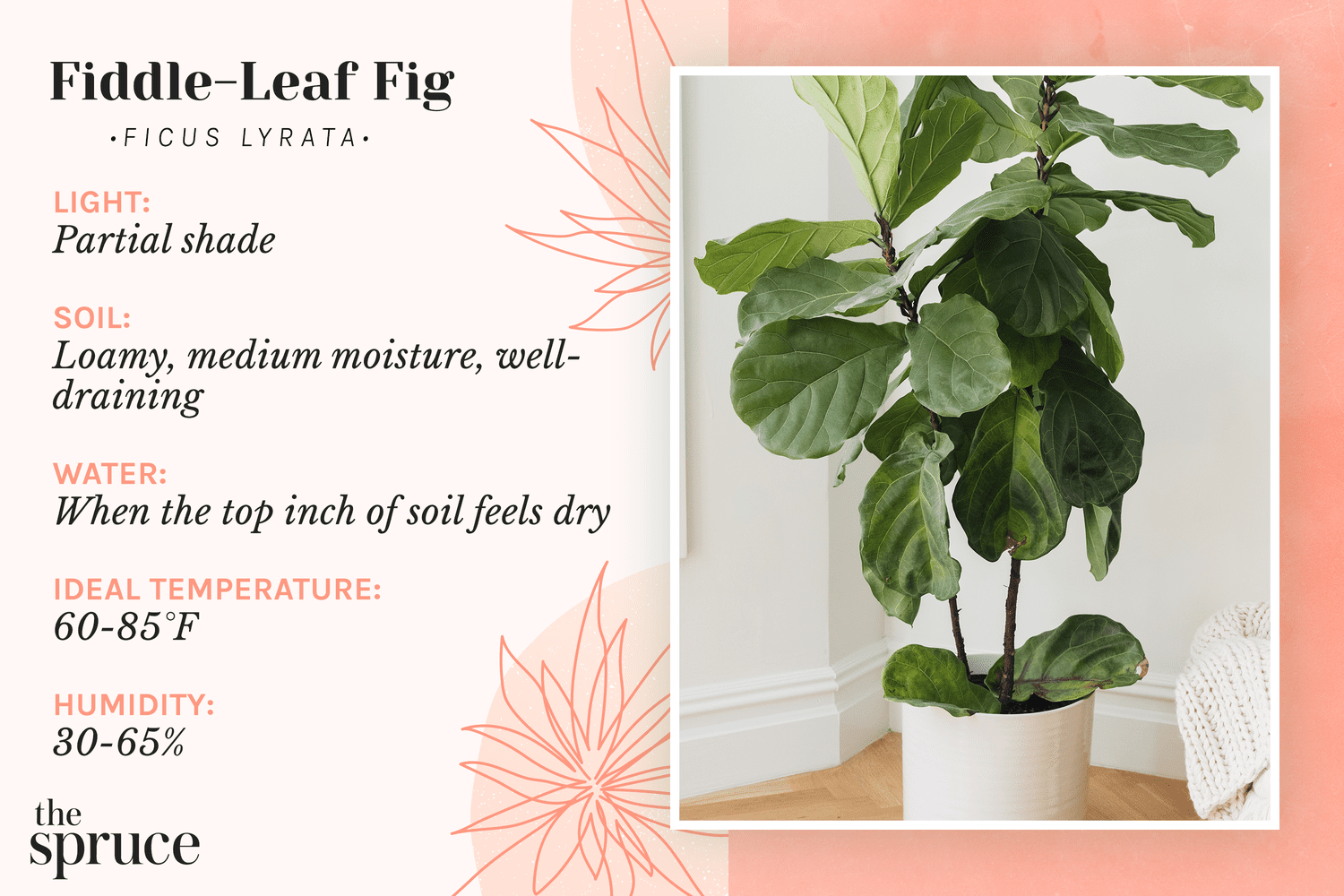 Light Requirements for Fig Trees: Easy Guide for Beginners!