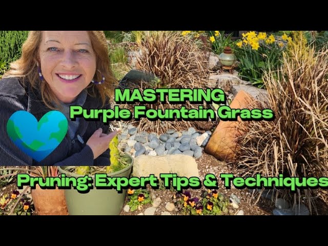 Purple Fountain Grass Pruning: Easy Steps for Beginners!