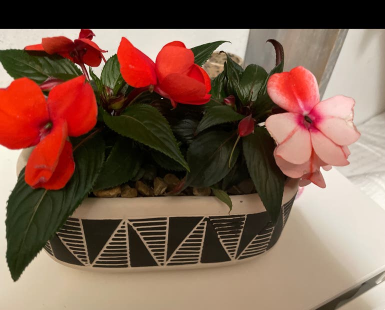 Dealing with Impatiens Pests and Diseases: Simple Solutions and Prevention Tips You Can Try