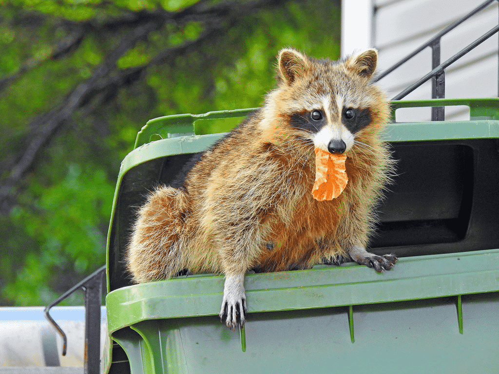 Do Lights Really Deter Raccoons? Find Out if Bright Lights Work!