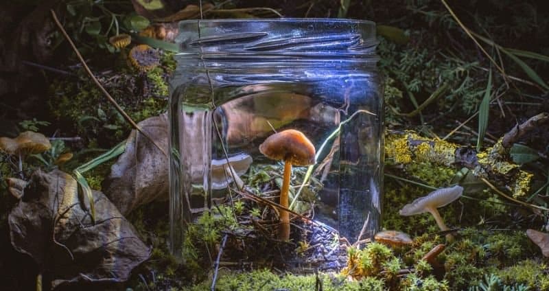 Mycofiltration of Pesticides: Find the Best Mushroom Here!