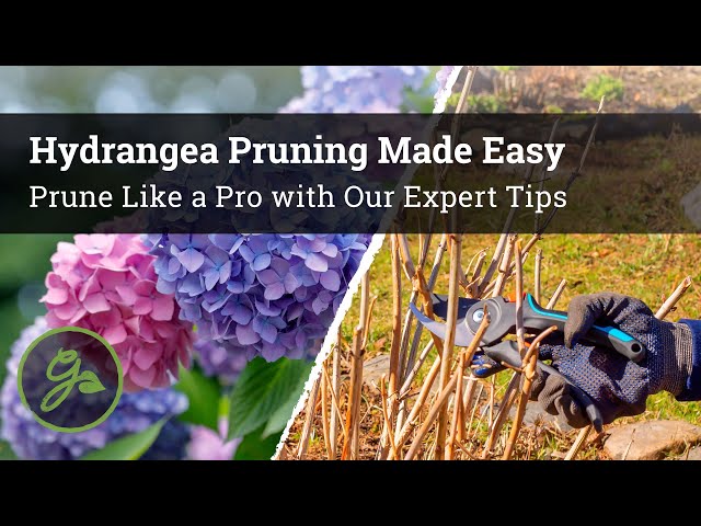Pruning Your Hydrangea Blushing Bride: Simple Tricks for Success (Gardening Tips)