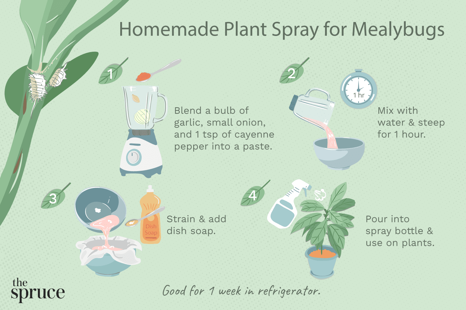 Dealing with Mealy Bugs in Soil? Try These Home Remedies!