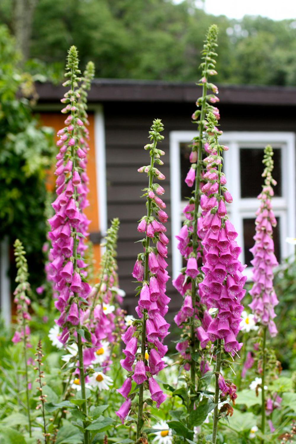 Fox Gloves Gardening: Get Beautiful Blooms (Simple Steps!)