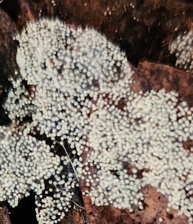 Is flowerpot fungus harmful? Learn how to identify and remove it!