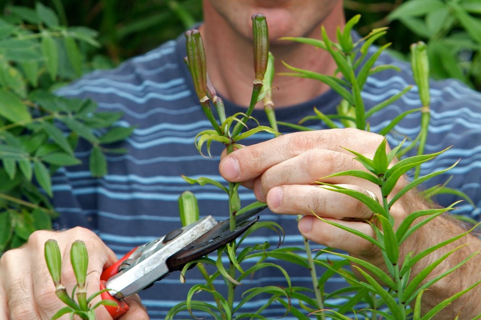 Deadheading and Care of Lilies after blooming, The best method!