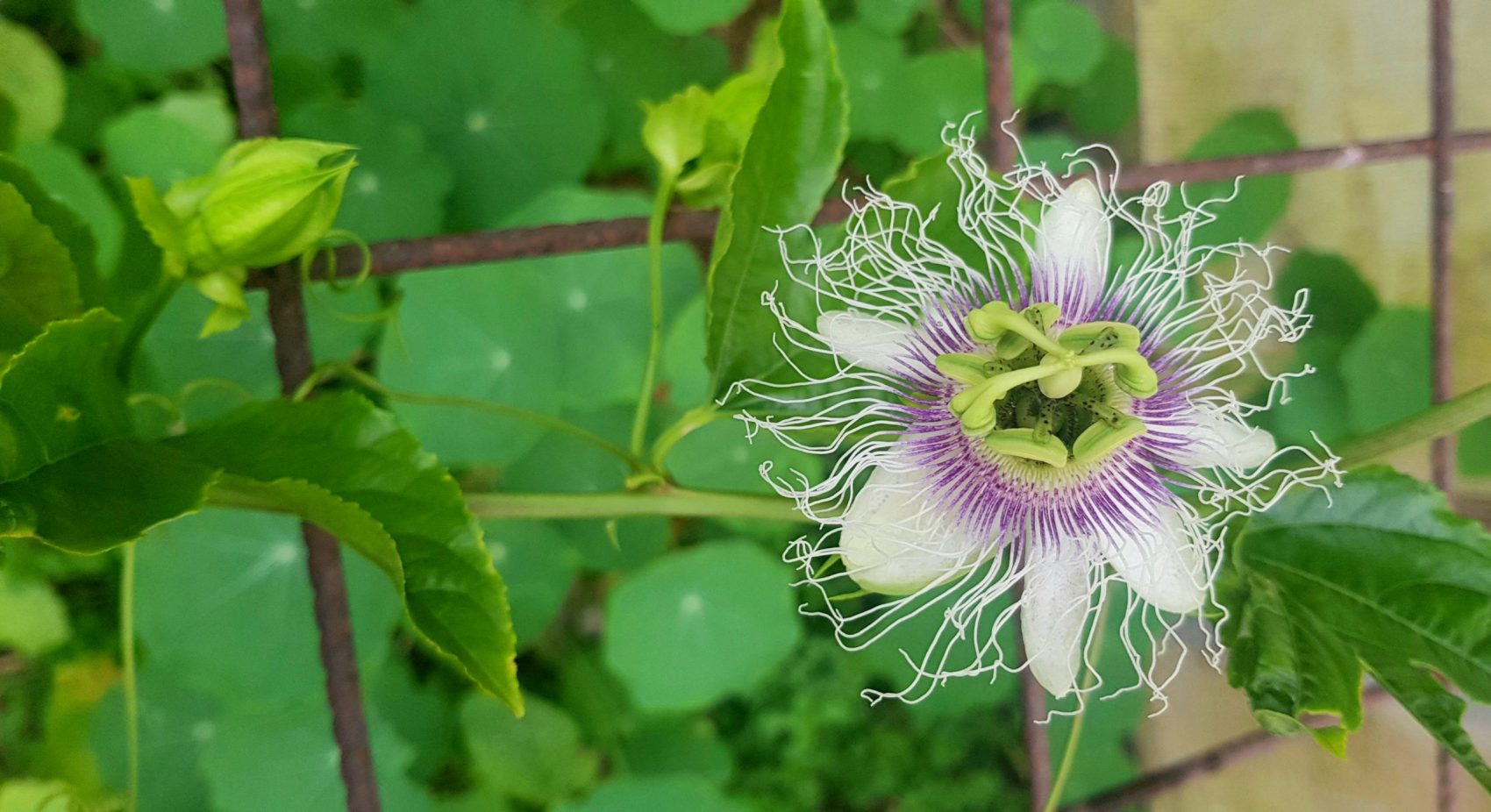 How to Prune a Passion Vine, Basic Tips for plant health.