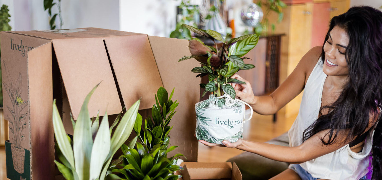 Buy House Plants Minneapolis: Sales,Delivery & More!