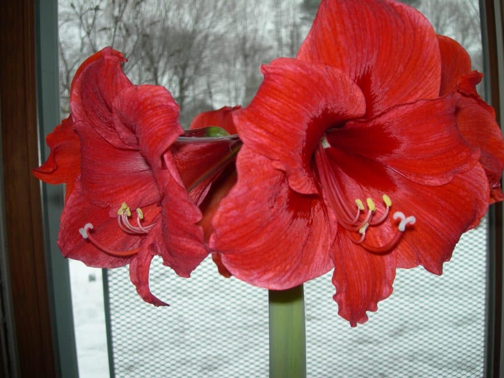 Your Guide to No Watering Amaryllis: Get Beautiful Blooms!