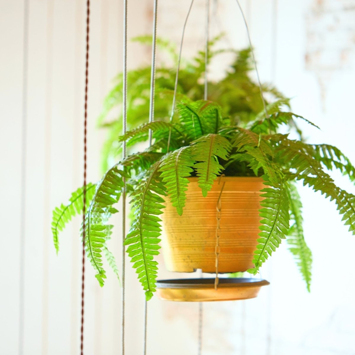 Autumn Fern Care Indoors: The Ultimate Guide! Follow These Steps for a Happy and Beautiful Houseplant.