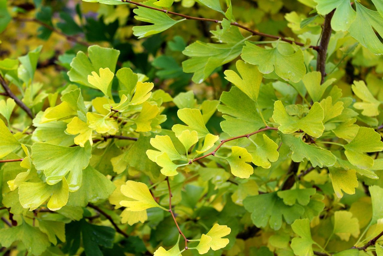 Need to Prune Your Ginkgo? Get Expert Advice Here!