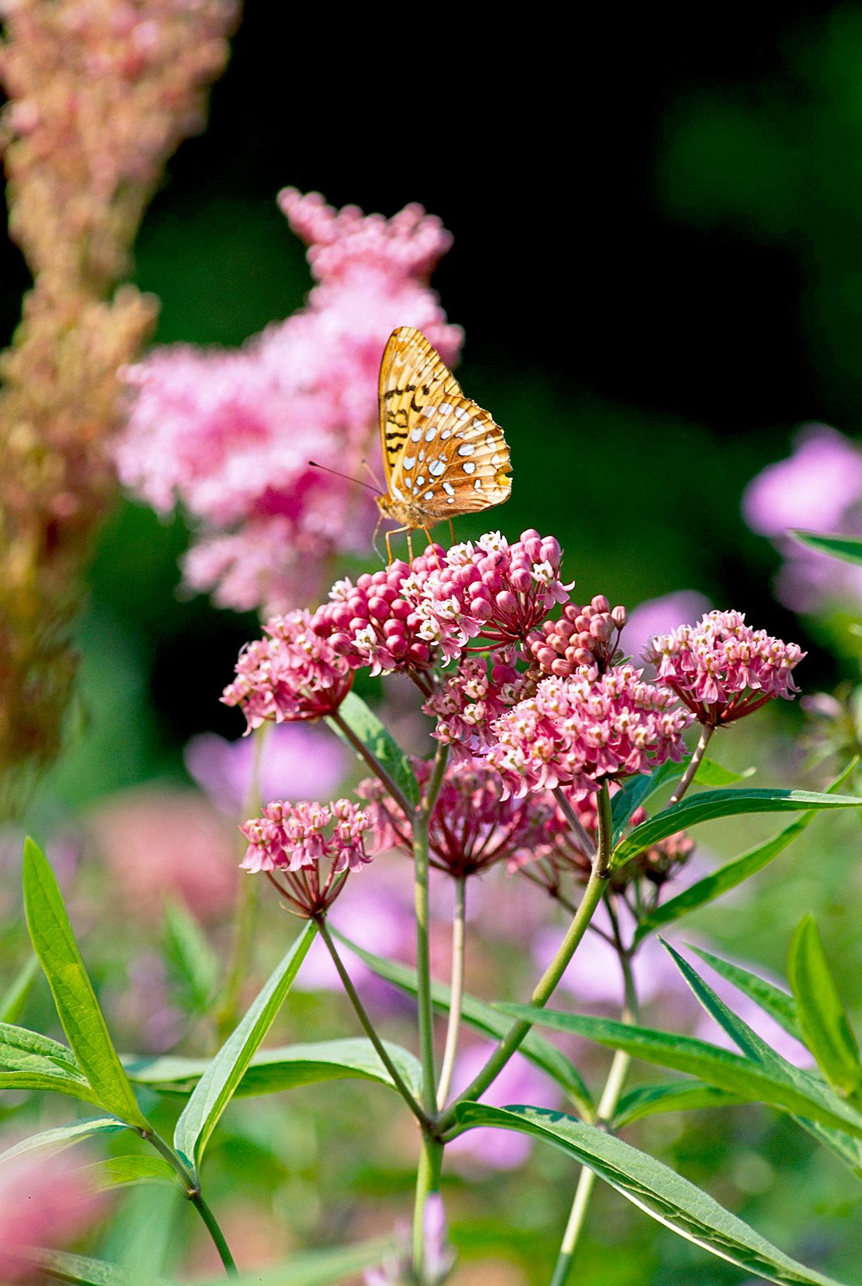 What flowers help the soil by dying? Discover the best choices for your garden!
